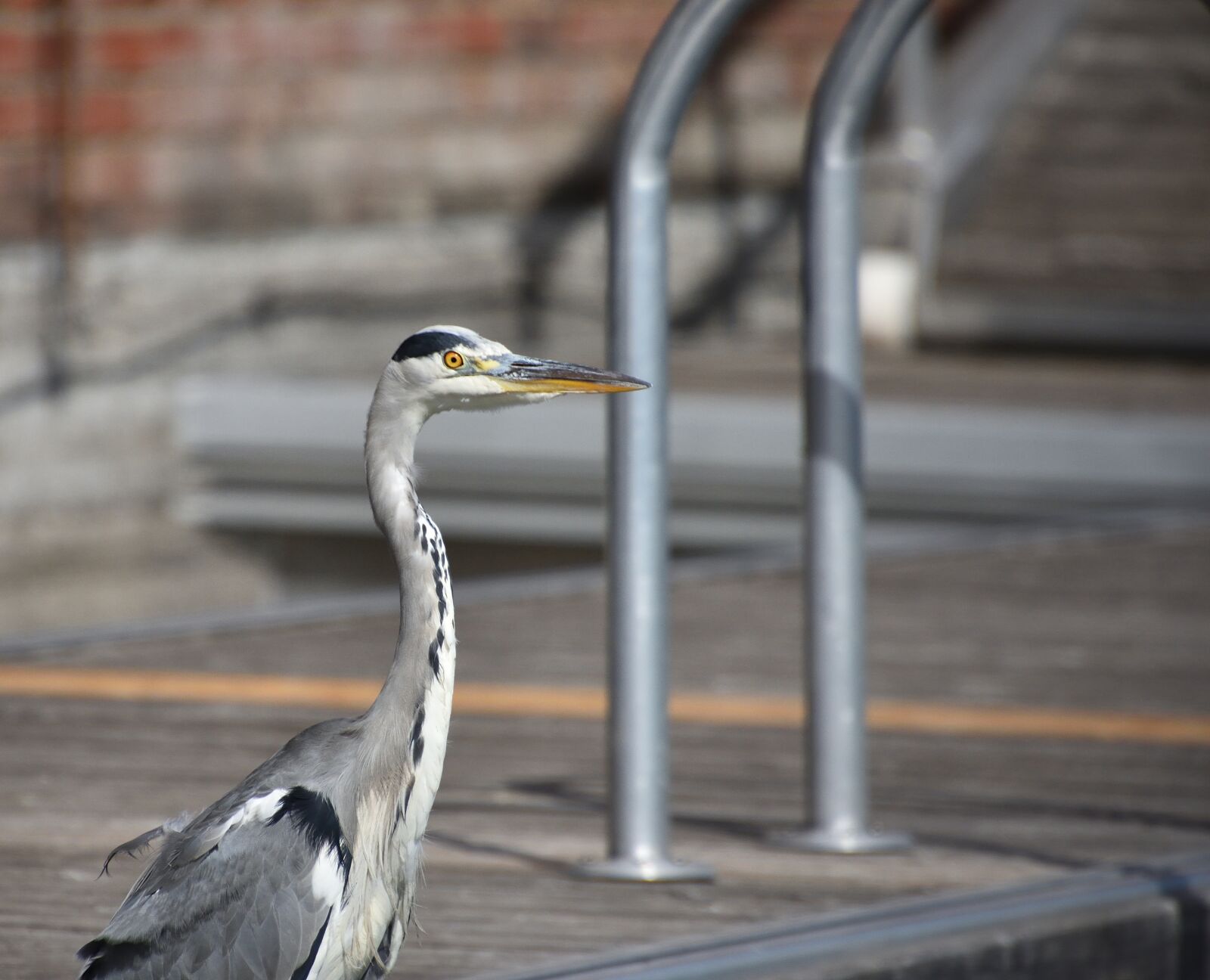 Nikon D3400 sample photo. Heron, sitting, jetty photography