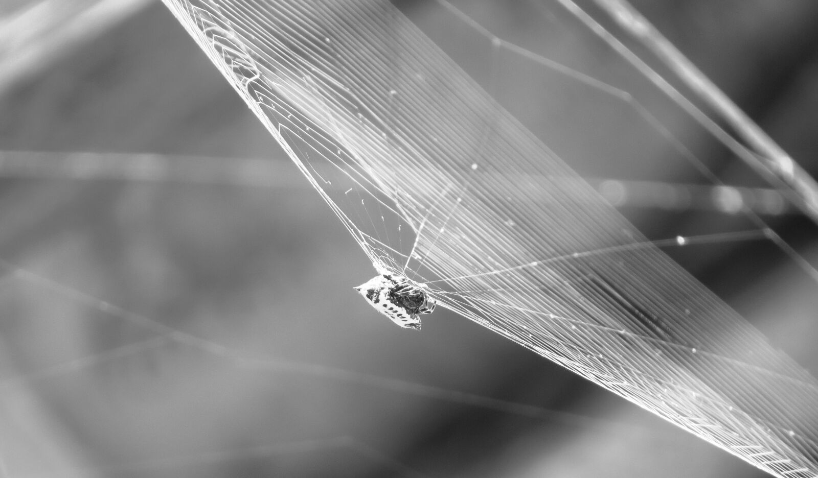 Canon PowerShot SX50 HS sample photo. Nature, insects, armenia photography