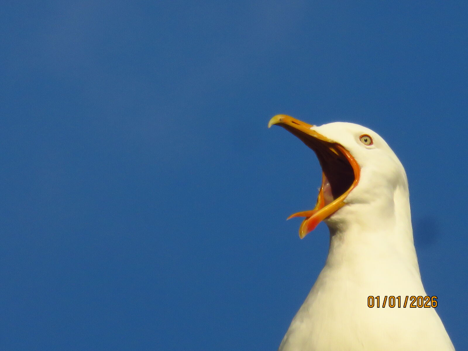 Canon PowerShot SX700 HS sample photo. Seagull in istanbul, t photography