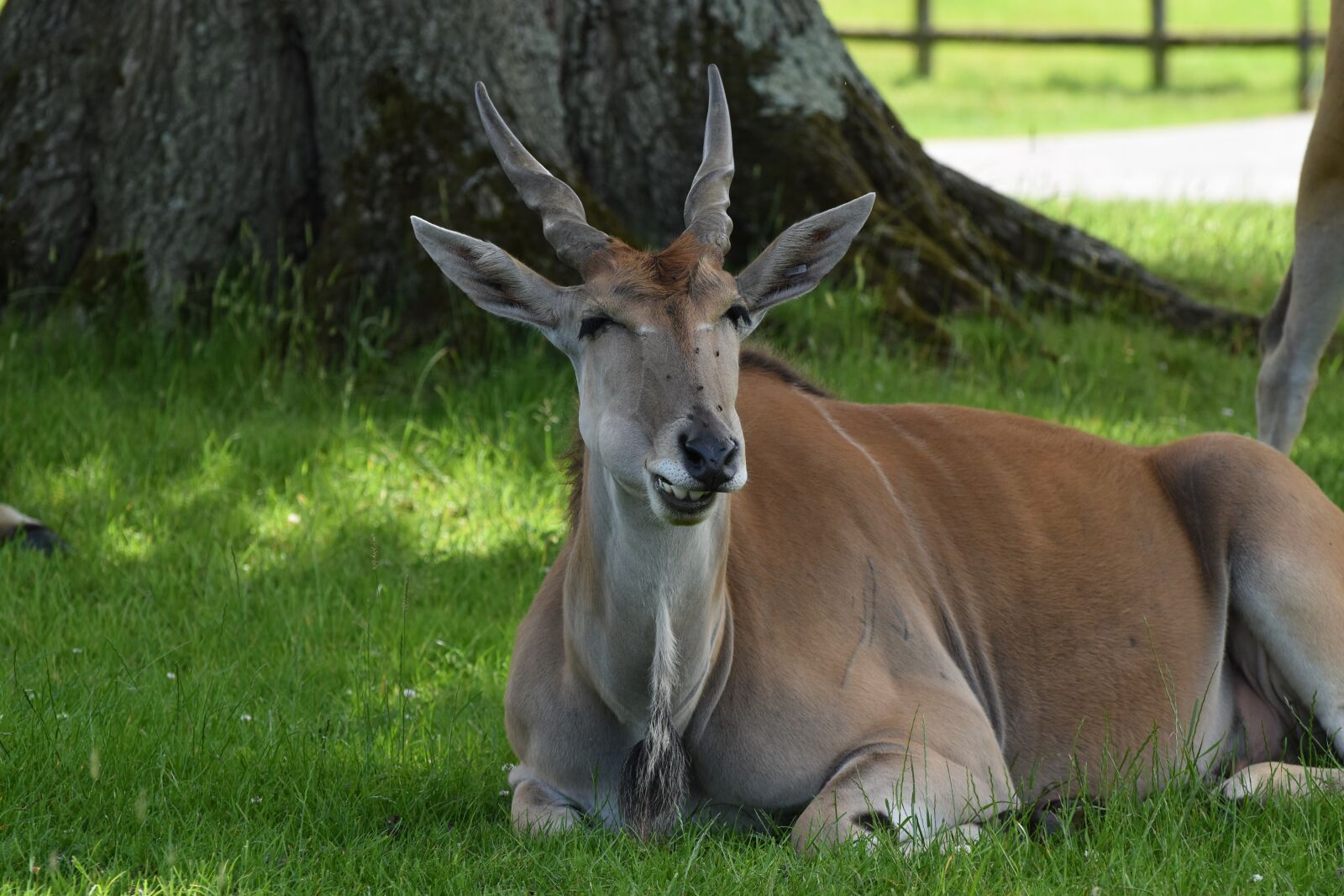 Nikon D5600 sample photo. Antelope, sitting, grazing photography