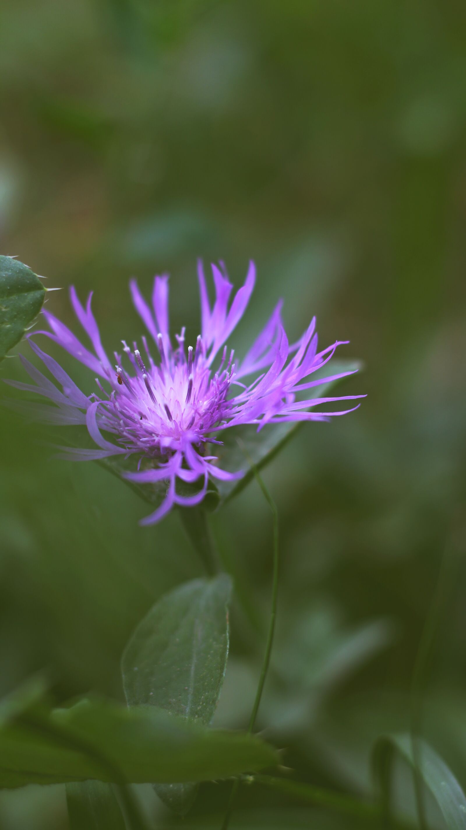 Canon EOS 700D (EOS Rebel T5i / EOS Kiss X7i) sample photo. Knapweed, blue, flower photography