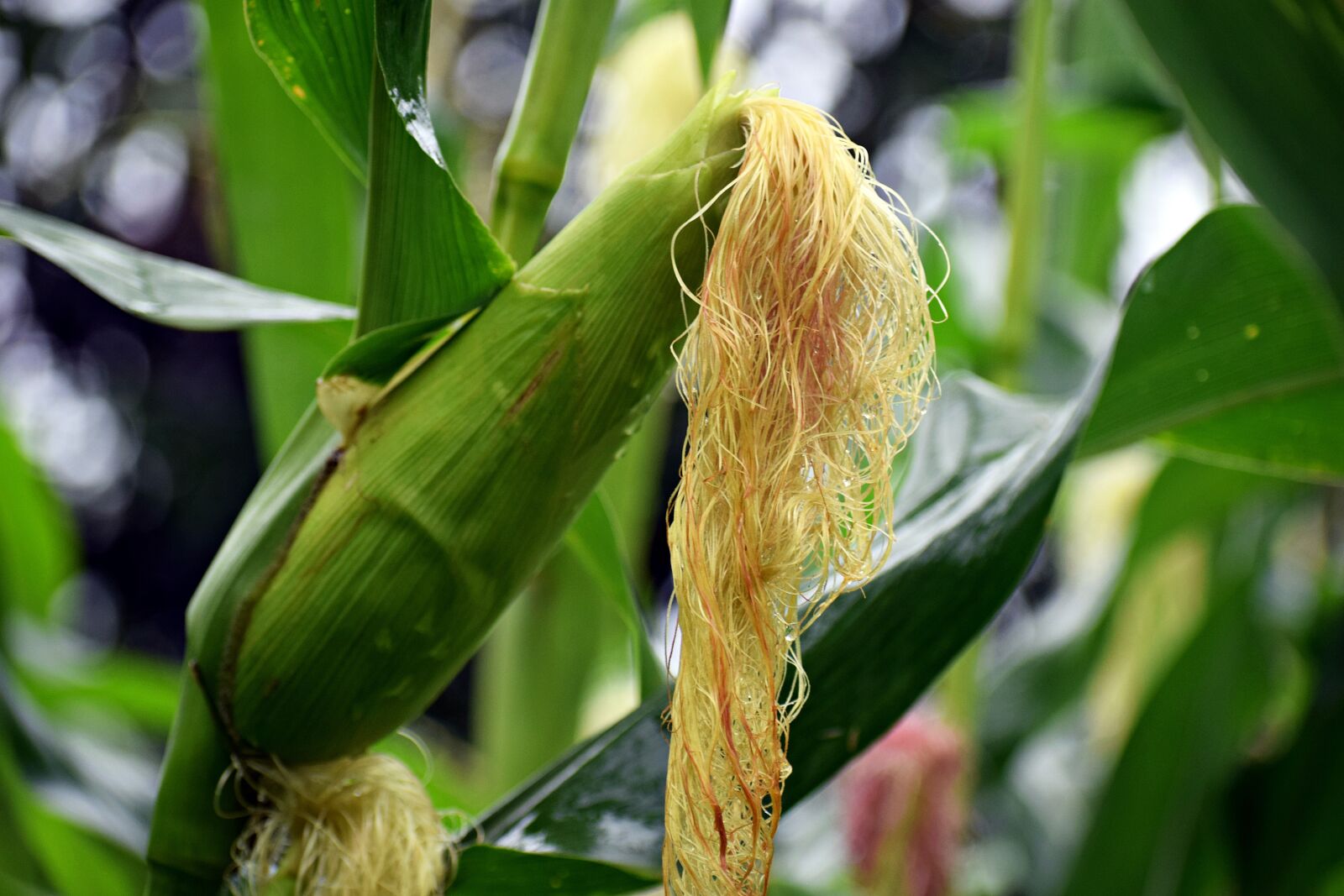 Nikon D3300 sample photo. Corn, plant, food photography