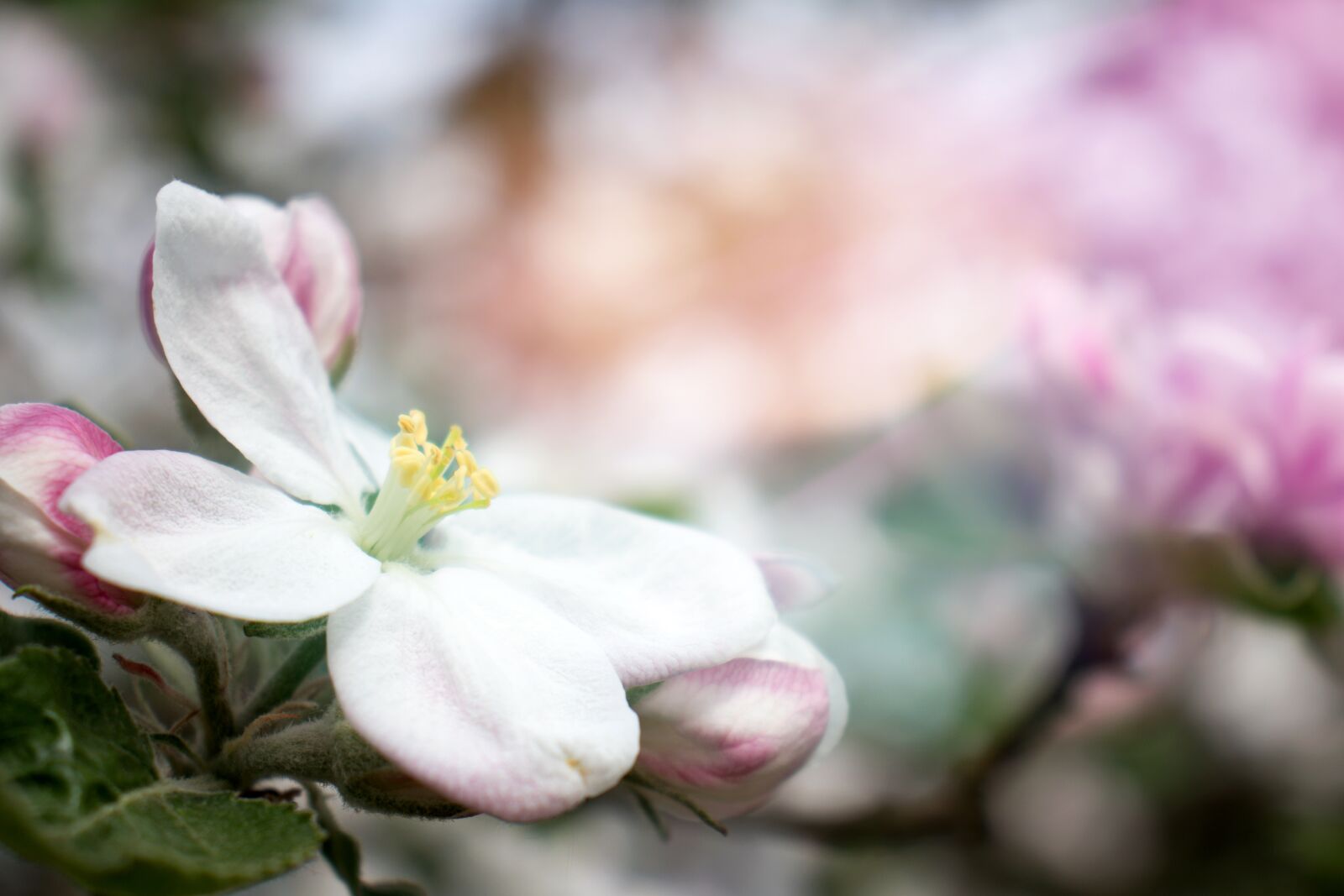 Canon EOS 800D (EOS Rebel T7i / EOS Kiss X9i) sample photo. Apple tree, tree, bloom photography
