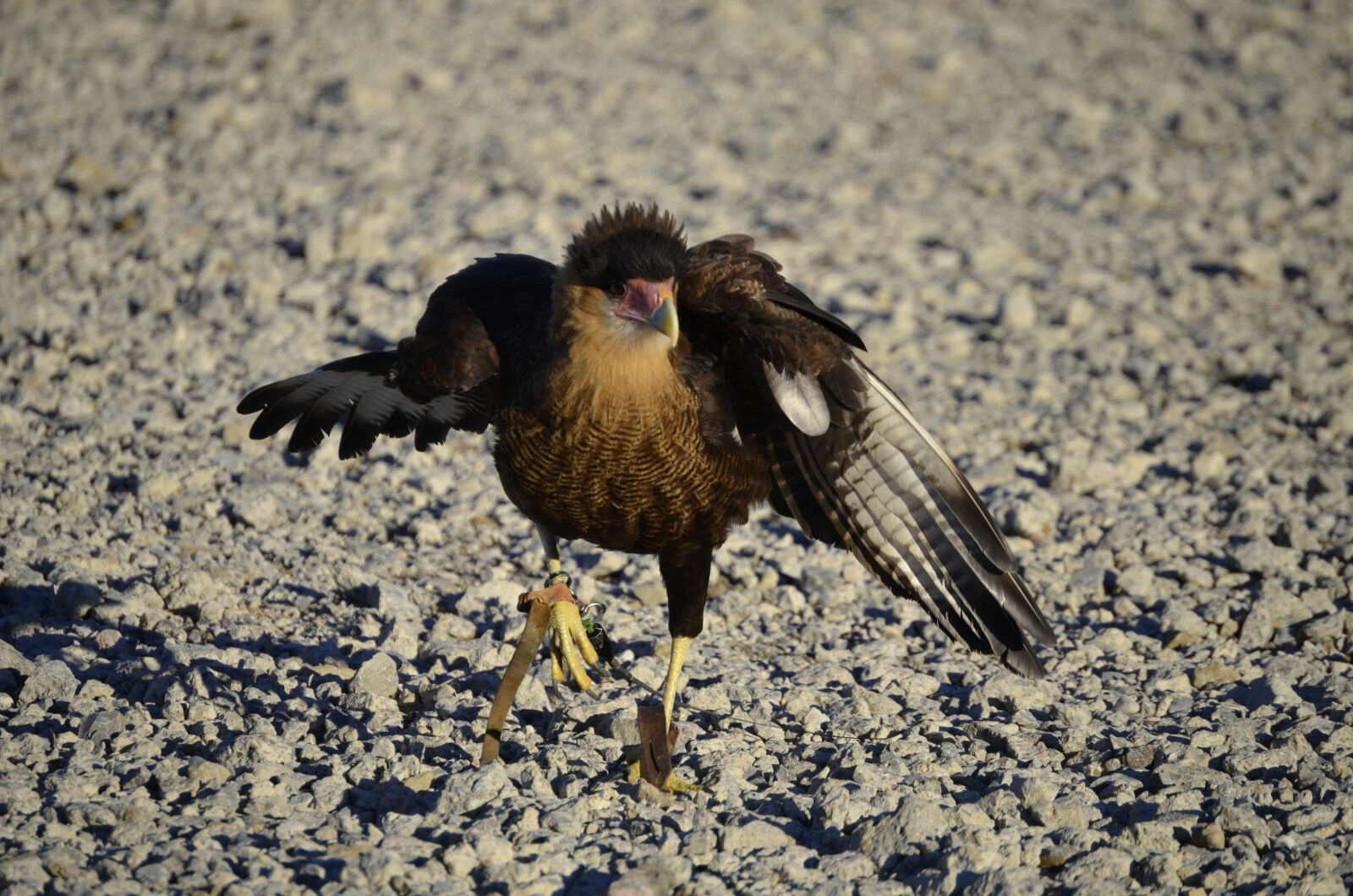 Nikon D5100 sample photo. Vulture, raptor, scavengers photography