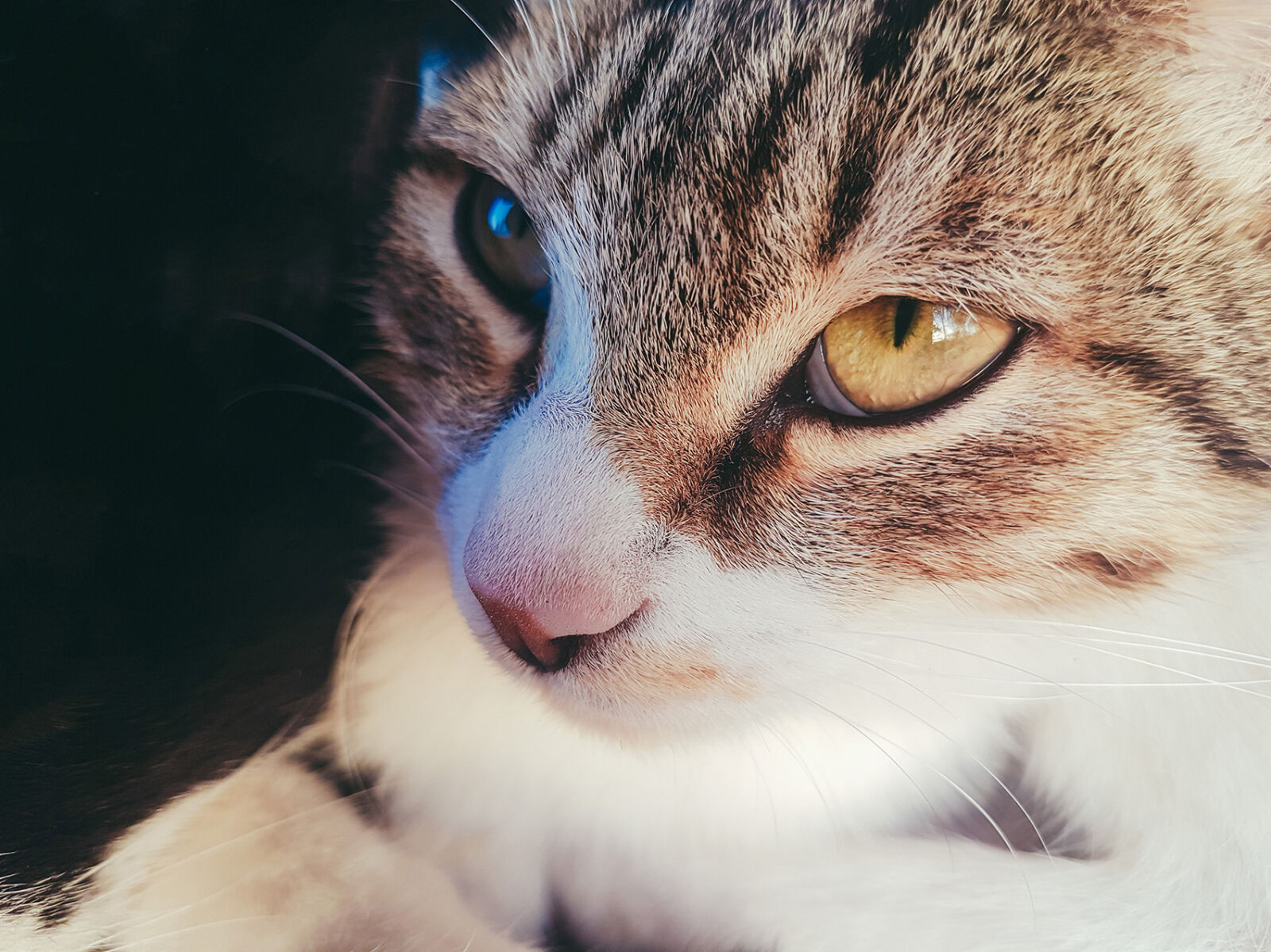 Samsung Galaxy S7 Edge Rear Camera sample photo. Animal, beautiful, cat, cat photography