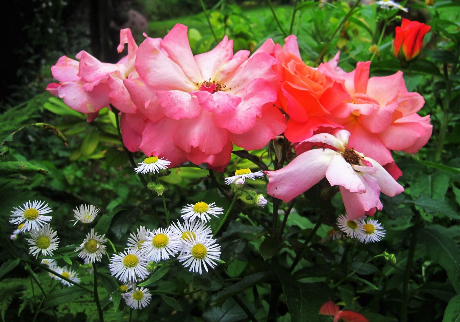 Canon PowerShot SD1200 IS (Digital IXUS 95 IS / IXY Digital 110 IS) sample photo. Cottage garden, still life photography