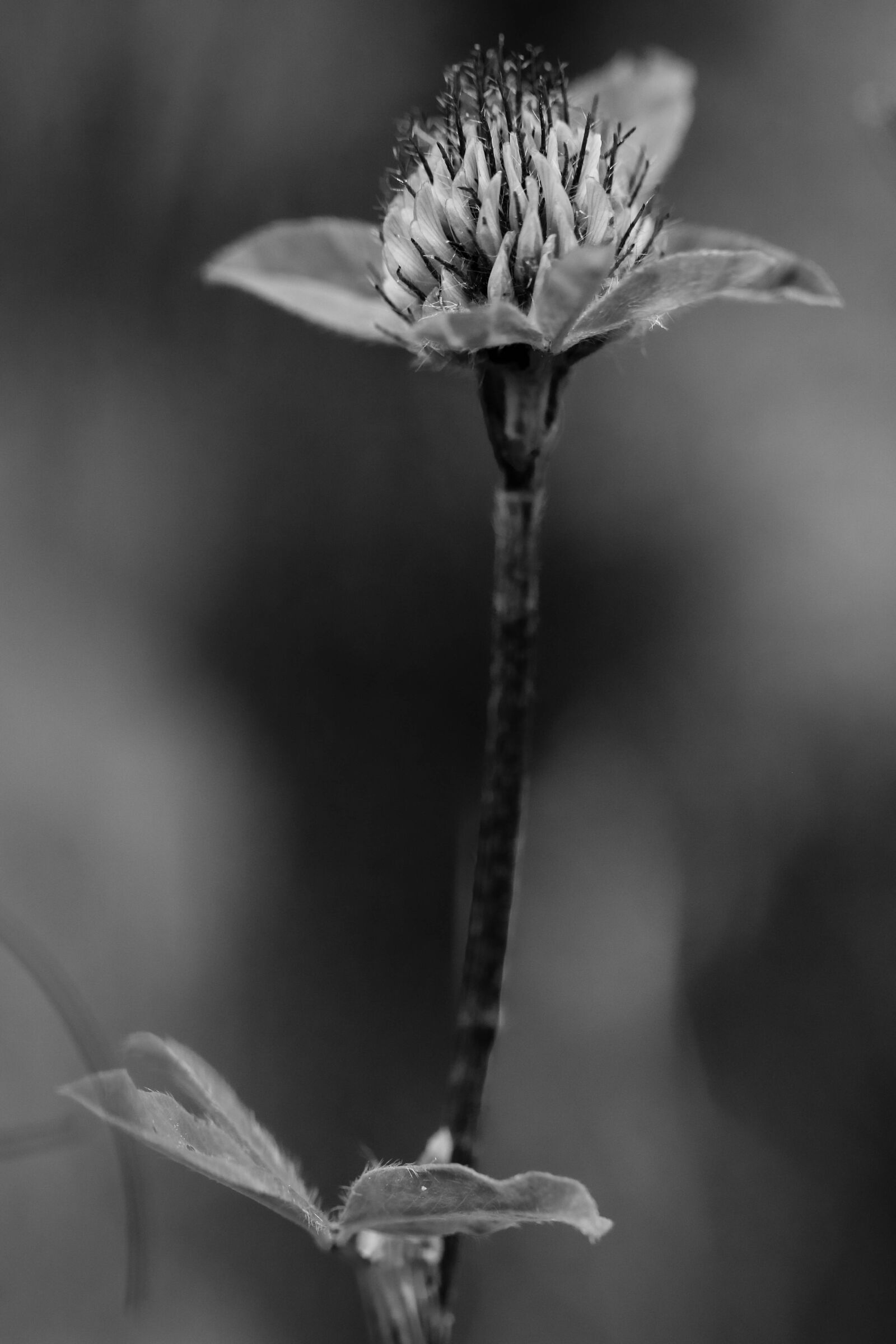 Canon EOS 7D Mark II sample photo. Wildflower, flower, single flower photography