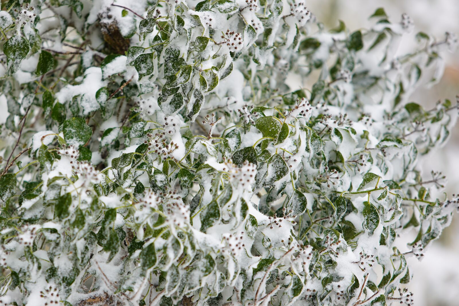 Canon EF 70-200mm F2.8L USM sample photo. Snow, white, winter photography