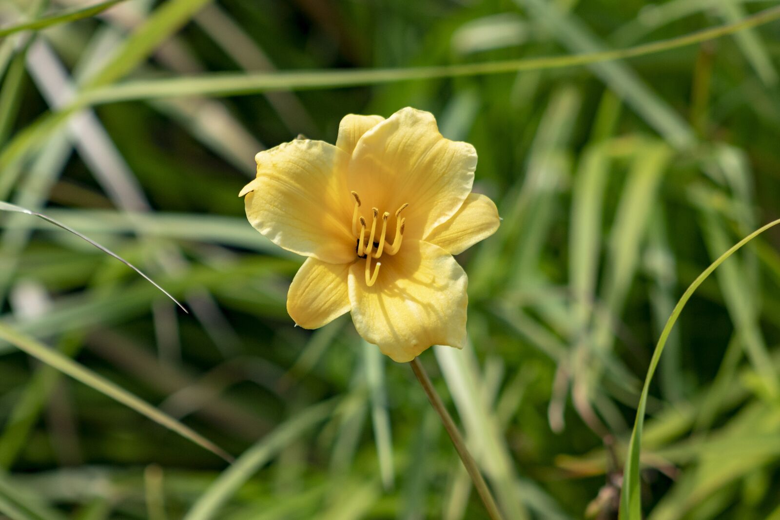 Canon EF75-300mm f/4-5.6 sample photo. Flower, plant, flowers photography
