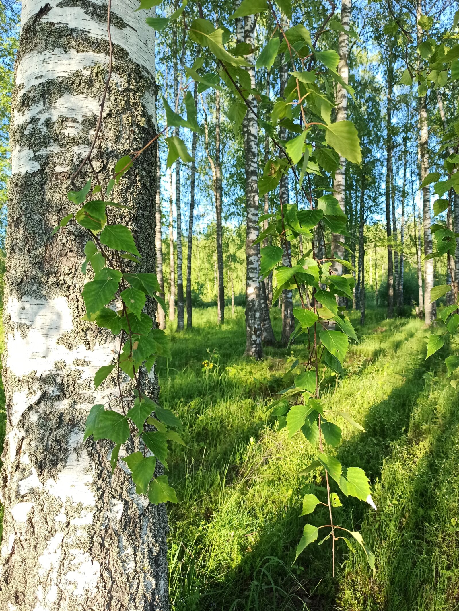 Xiaomi Redmi Note 8 Pro sample photo. Forest, summer, birch photography