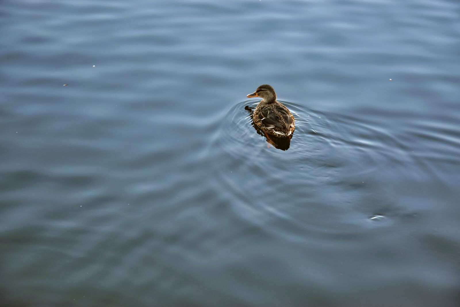 Nikon D5300 sample photo. Pond, duck, wild photography