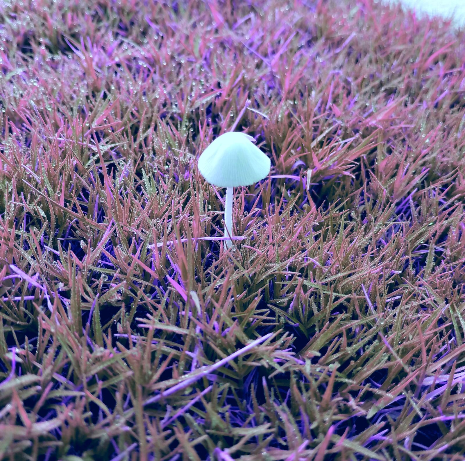 Samsung Galaxy S7 sample photo. Nature, grass, freshness photography