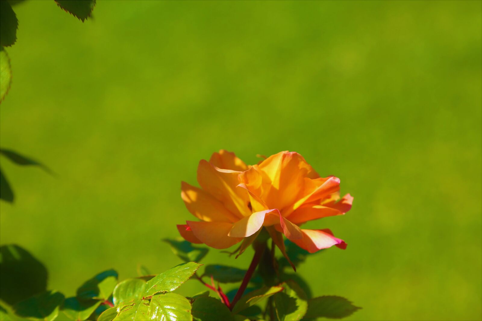 Canon EOS 5D Mark III sample photo. Rose, spring, red photography
