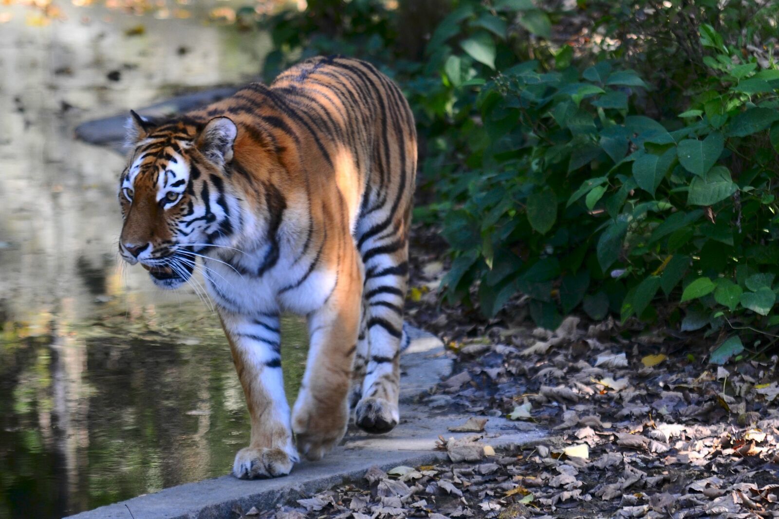 Nikon D300 sample photo. Zoo, hellabrunn, munich photography