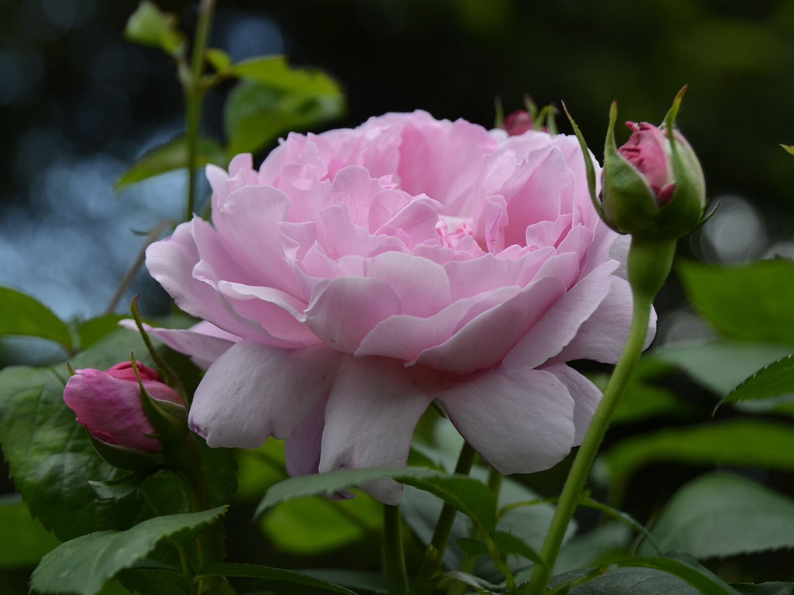 Nikon D3100 sample photo. Roses, garden, summer photography