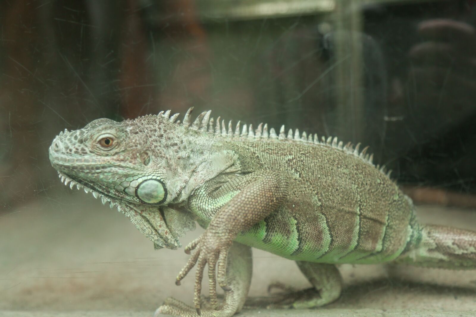 Canon EF 24-105mm F4L IS USM sample photo. Animal, zoo, dangerous photography