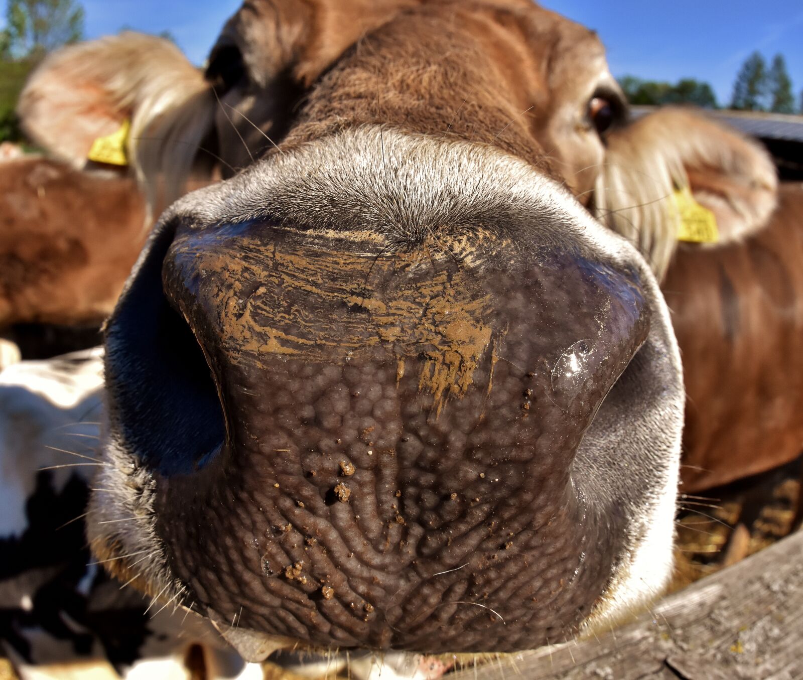 Nikon D7200 sample photo. Cow, beef, snout photography