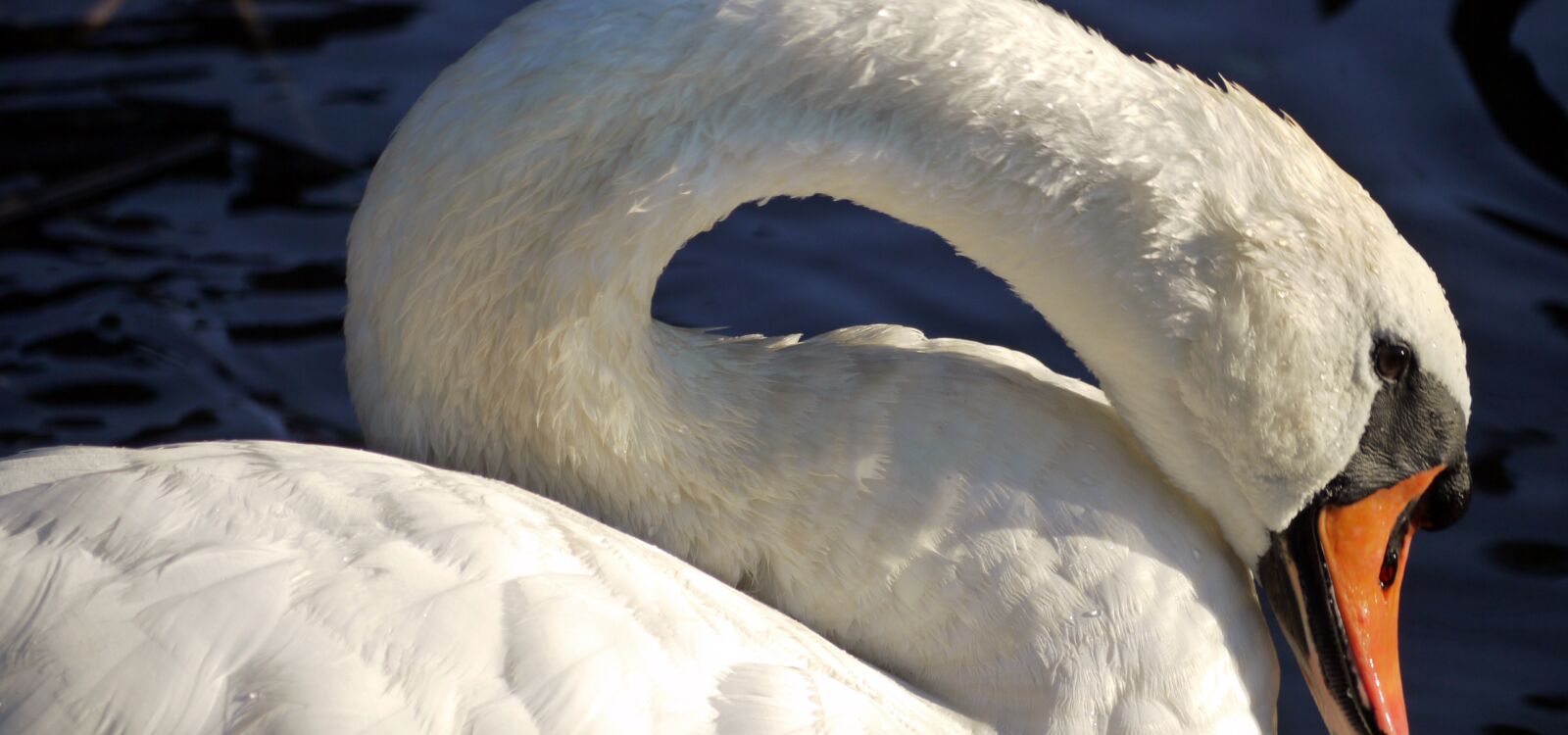 Panasonic Lumix DMC-G1 sample photo. Swan, feather, neck photography