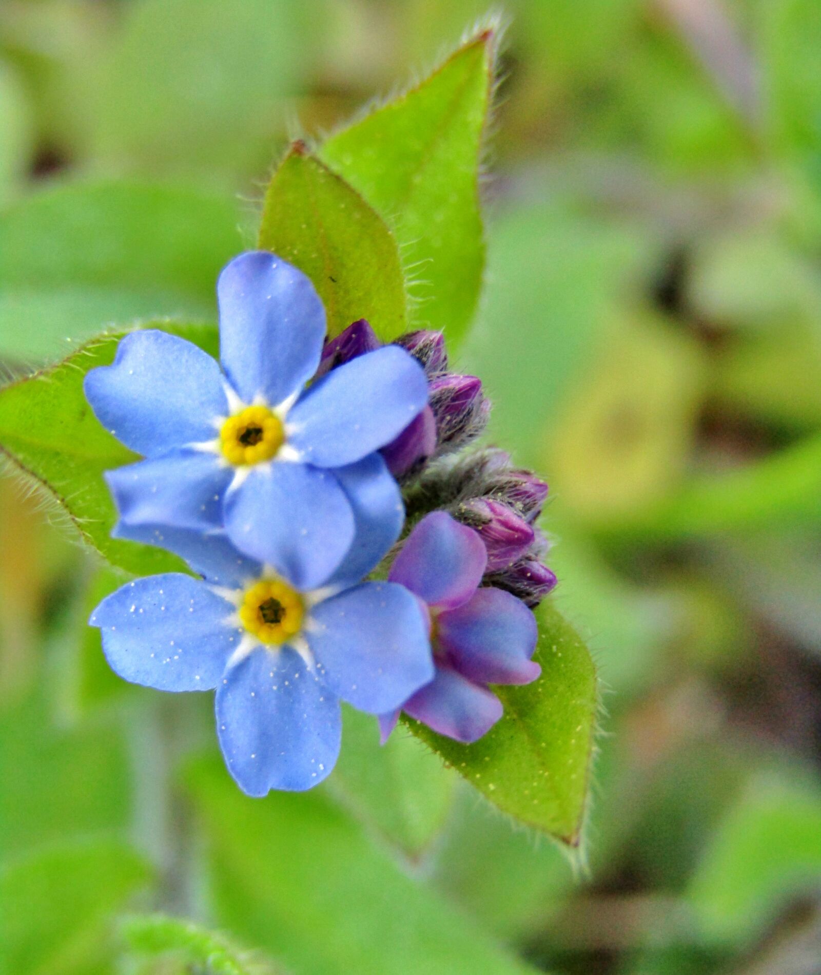 Canon POWERSHOT SX432 IS sample photo. Forget me not, violet photography
