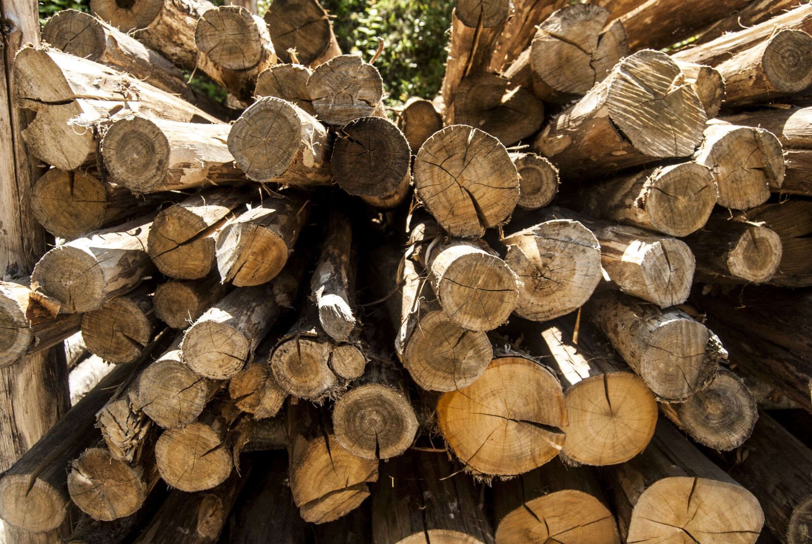 Nikon D60 sample photo. Wood, trunks, trunk photography