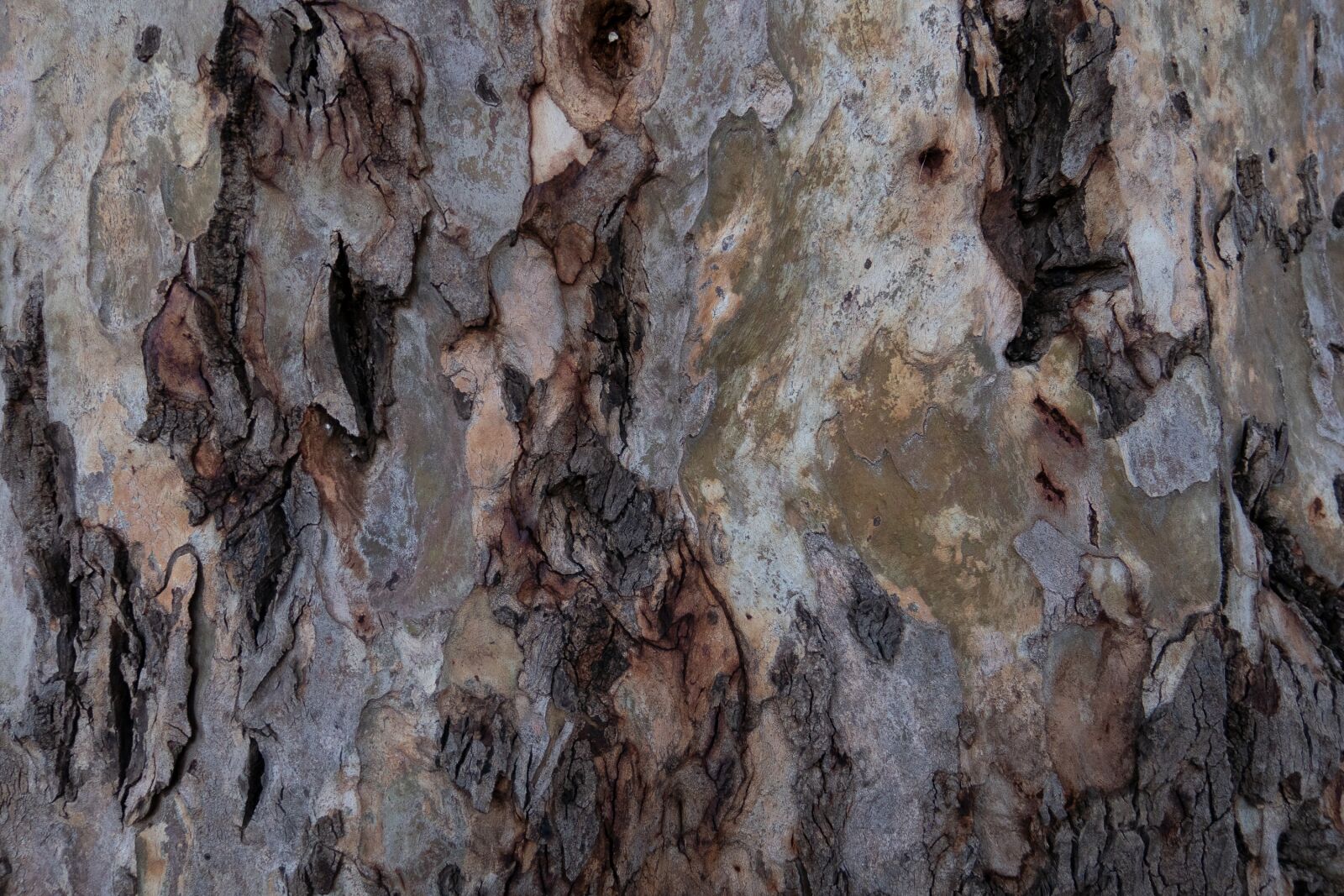 Canon PowerShot G3 X sample photo. Olive tree, tree bark photography
