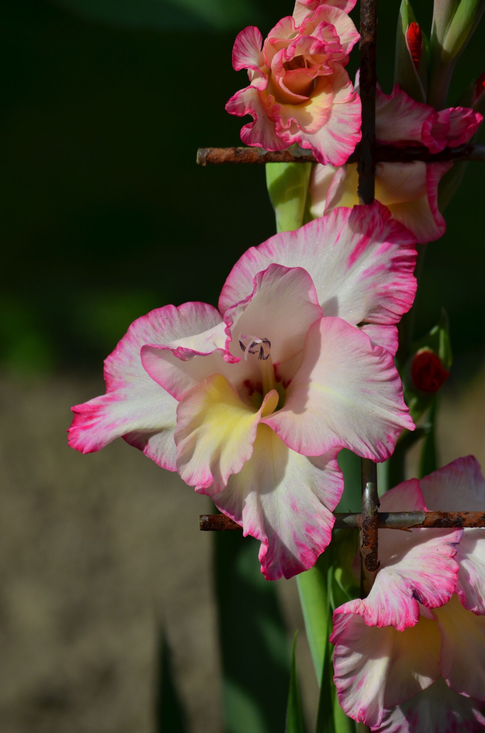 Nikon D5100 sample photo. Flower, gladiolus, plant photography