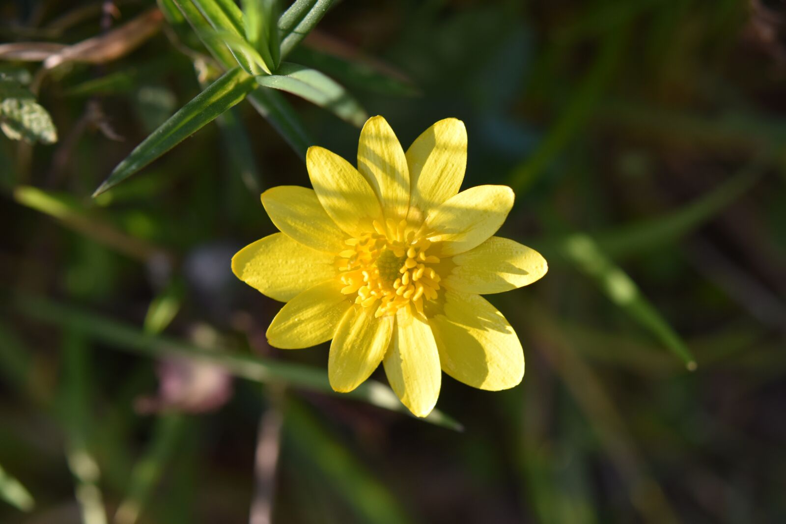 Nikon D5600 sample photo. Flower, yellow flower, buttercup photography