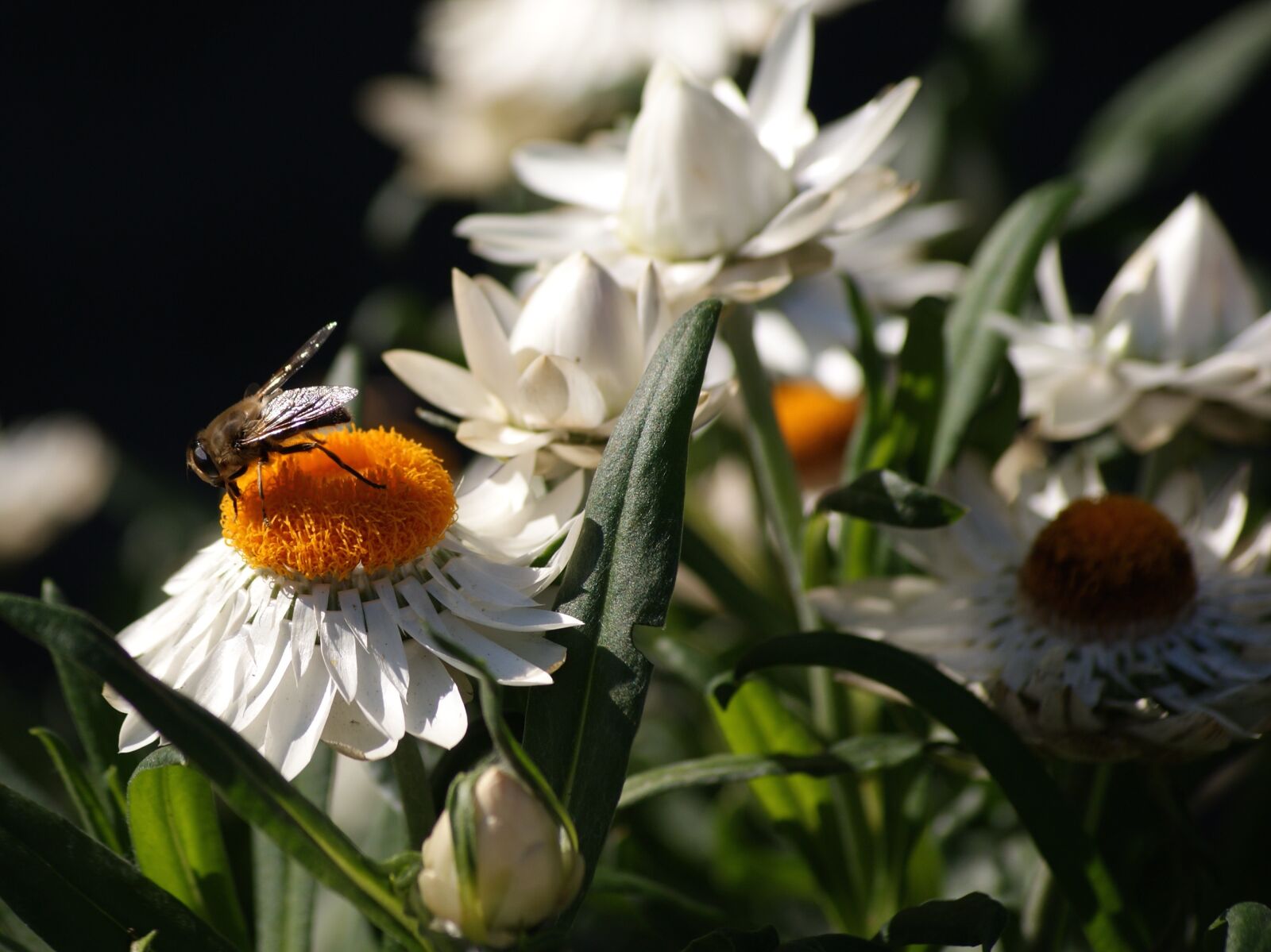 Sony Alpha DSLR-A350 sample photo. Flower, white, plant photography