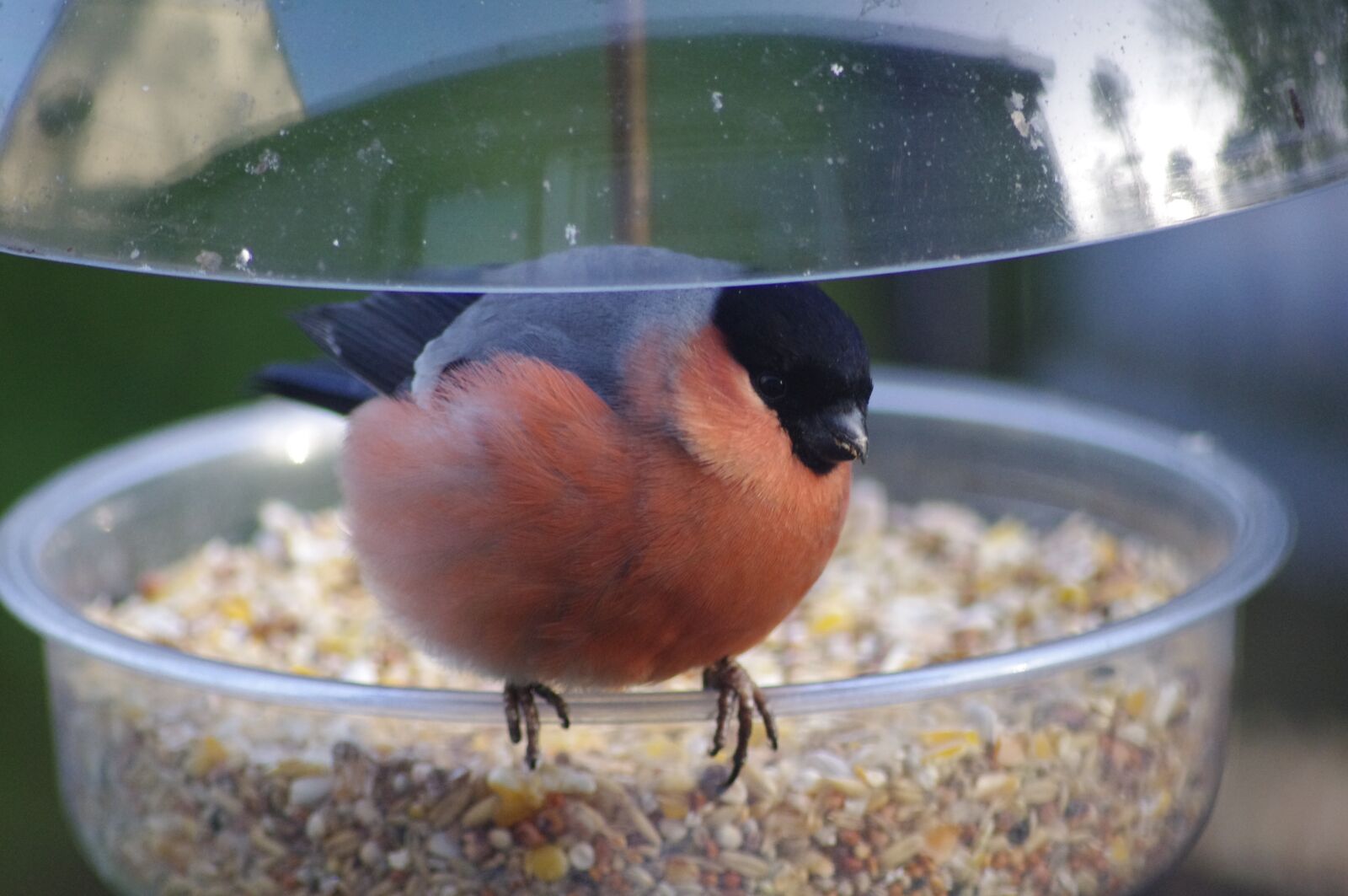 Pentax K-x sample photo. Male, bullfinch, feeding photography