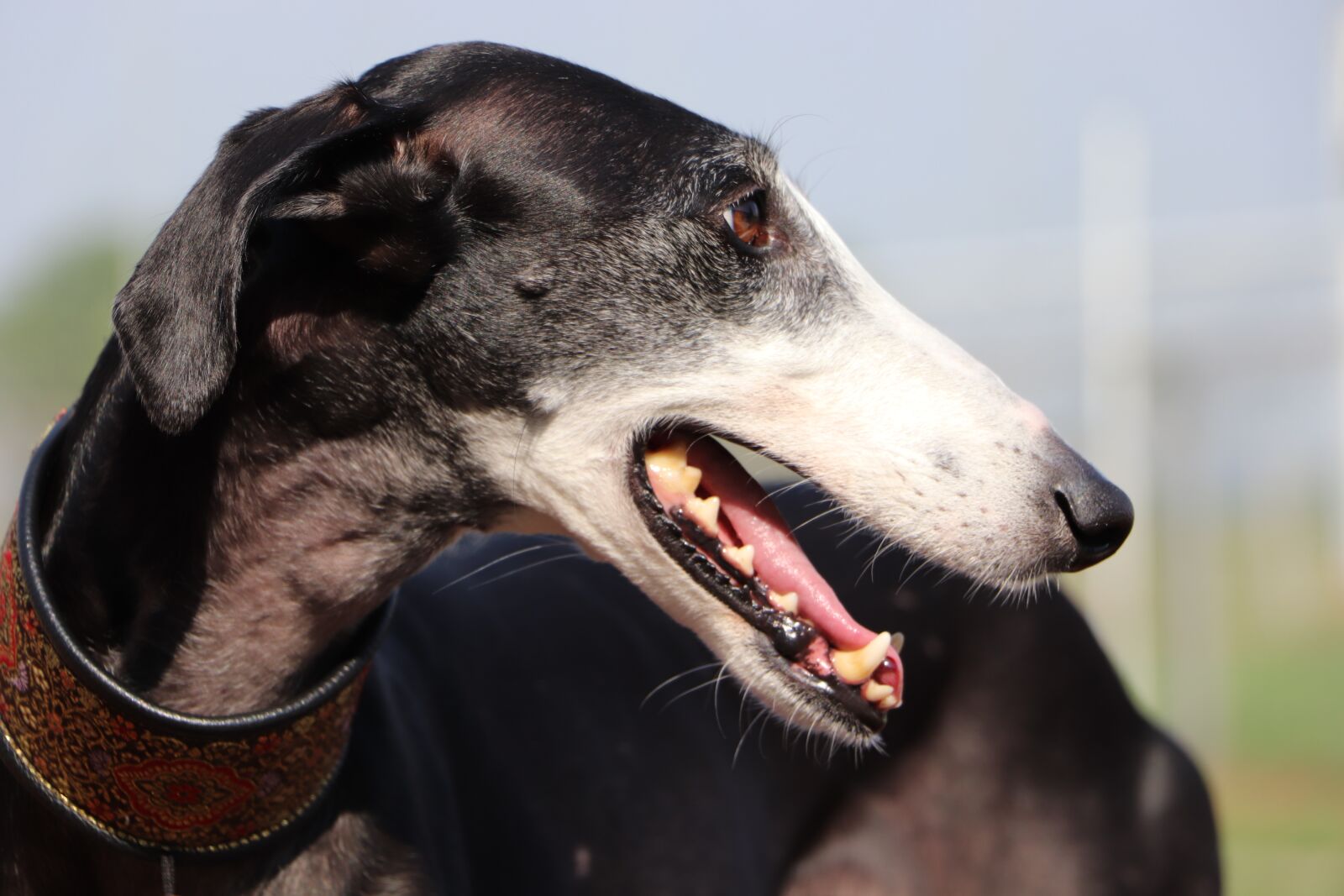 Canon EOS 800D (EOS Rebel T7i / EOS Kiss X9i) sample photo. Spanish galgo, spanish greyhound photography