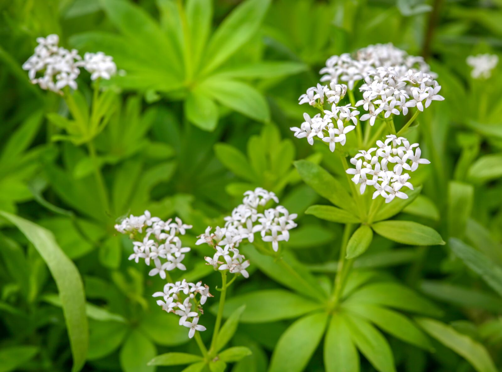 Canon EOS 5D sample photo. Woodruff, galium odoratum, fragrant photography