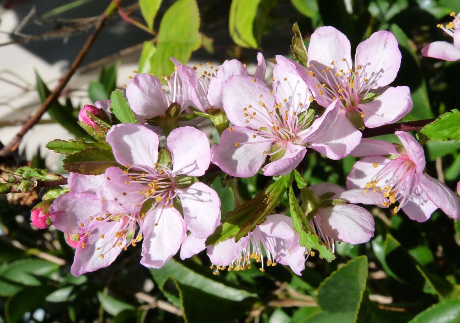 Panasonic Lumix DMC-FZ28 sample photo. Blossom, pink, plant photography