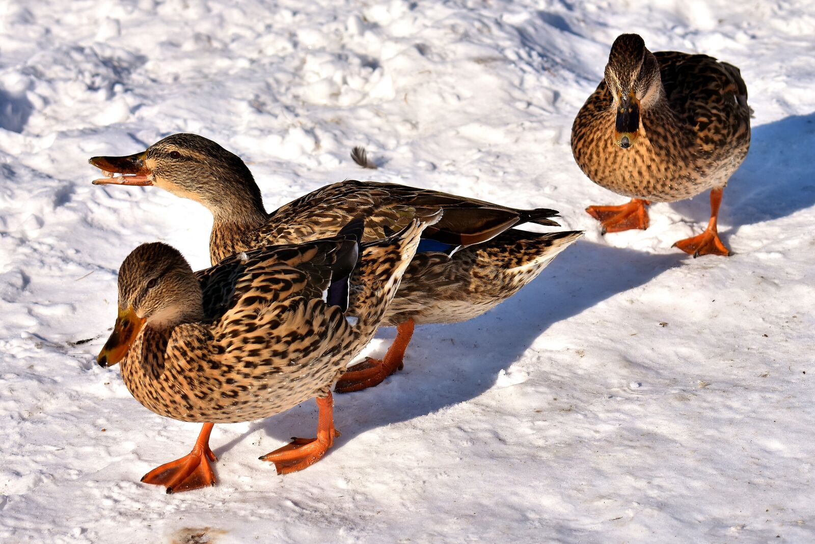 Nikon D7200 sample photo. Ducks, mallards, snow photography