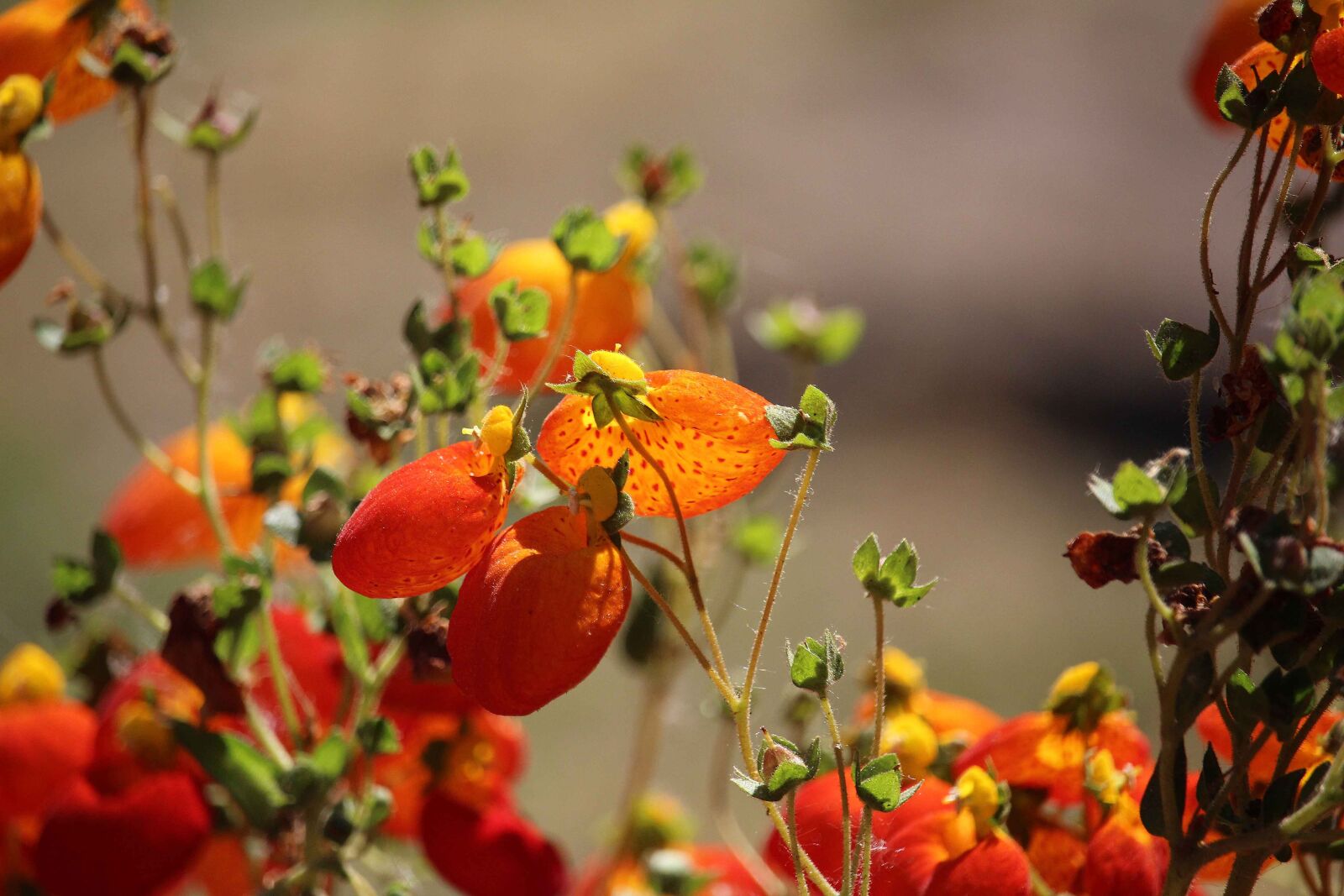 Canon EOS 700D (EOS Rebel T5i / EOS Kiss X7i) sample photo. Flower, orange, sun photography