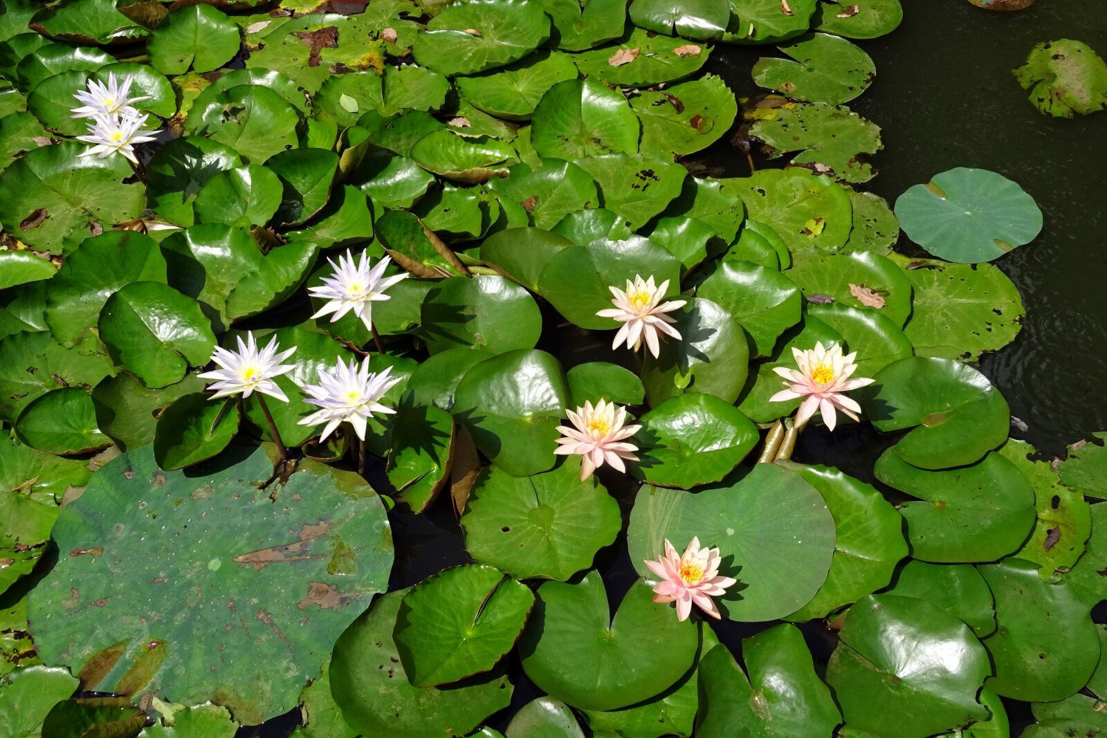 Sony DSC-HX60V sample photo. Lily, water lily, peach photography