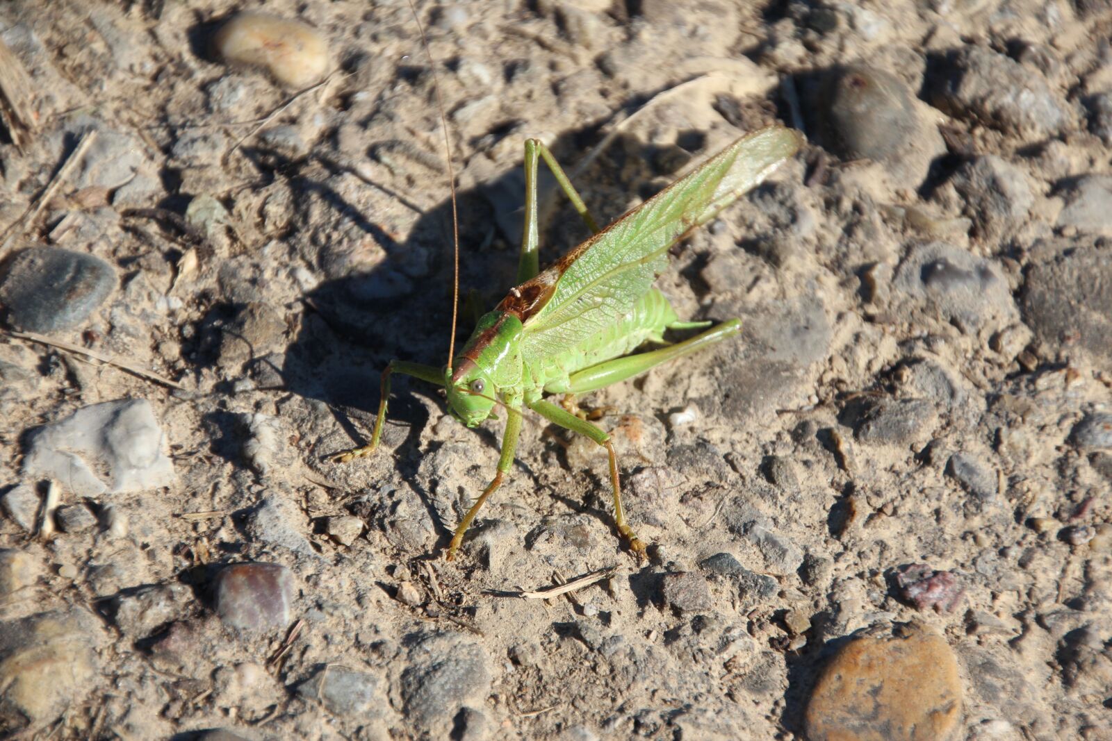 Canon EOS 600D (Rebel EOS T3i / EOS Kiss X5) sample photo. Grasshopper, insect, nature photography