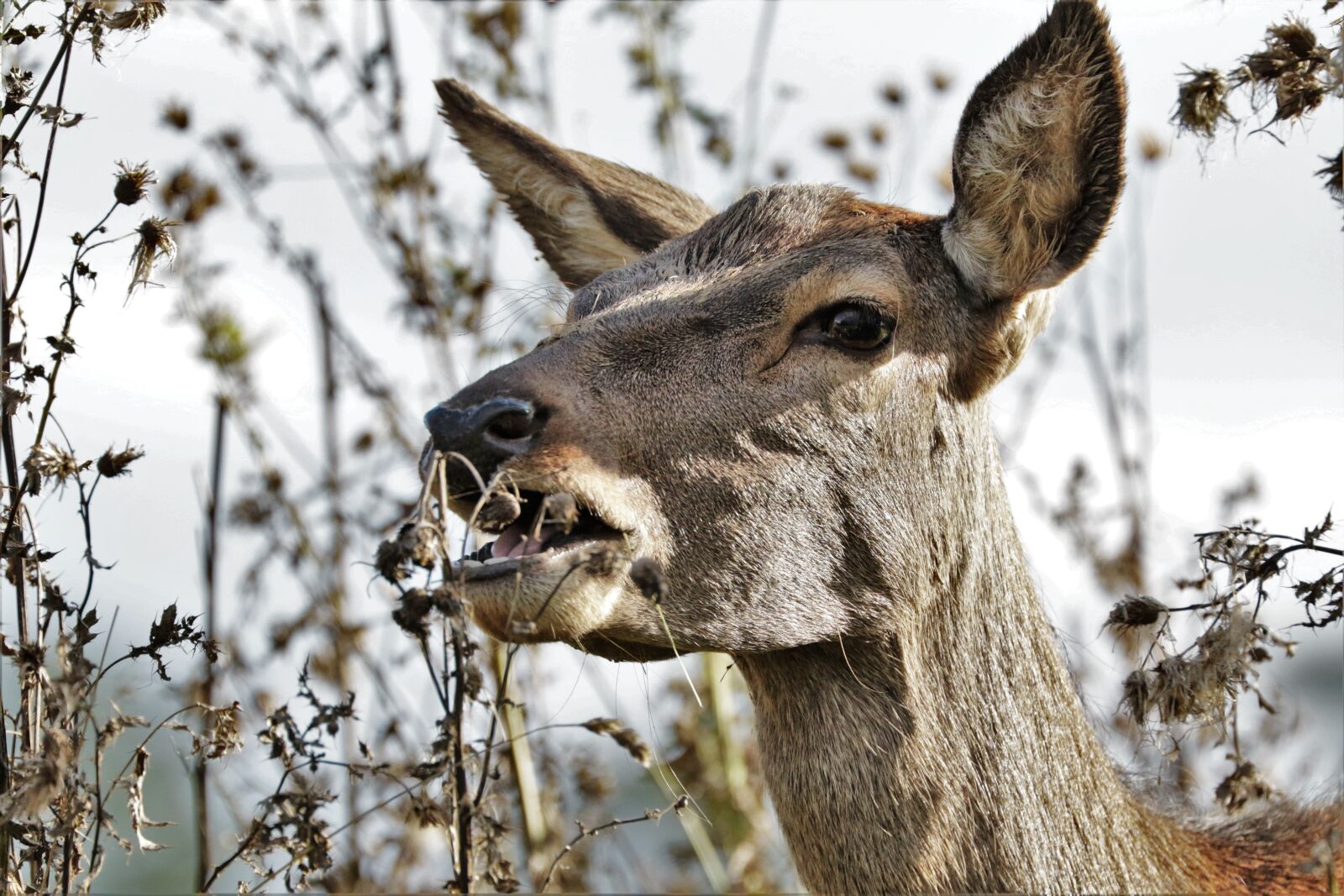 Canon EF 70-300mm F4-5.6L IS USM sample photo. Deer, doe, animal photography