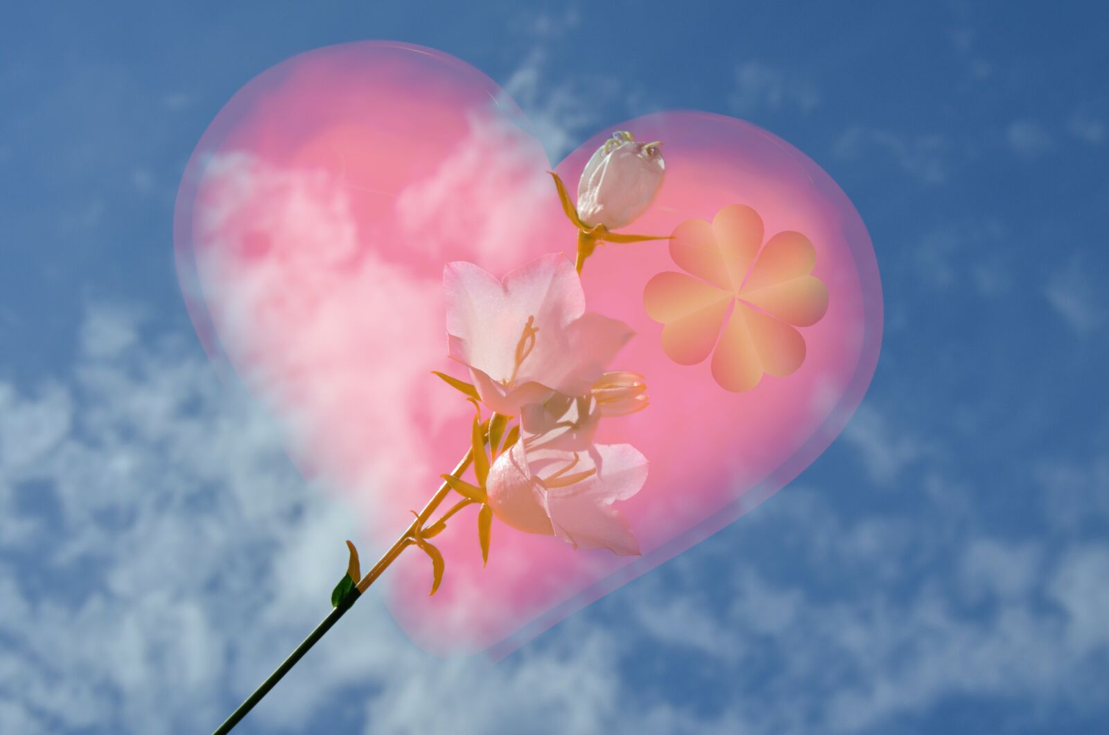 Nikon D5100 sample photo. Heart, flower, love photography
