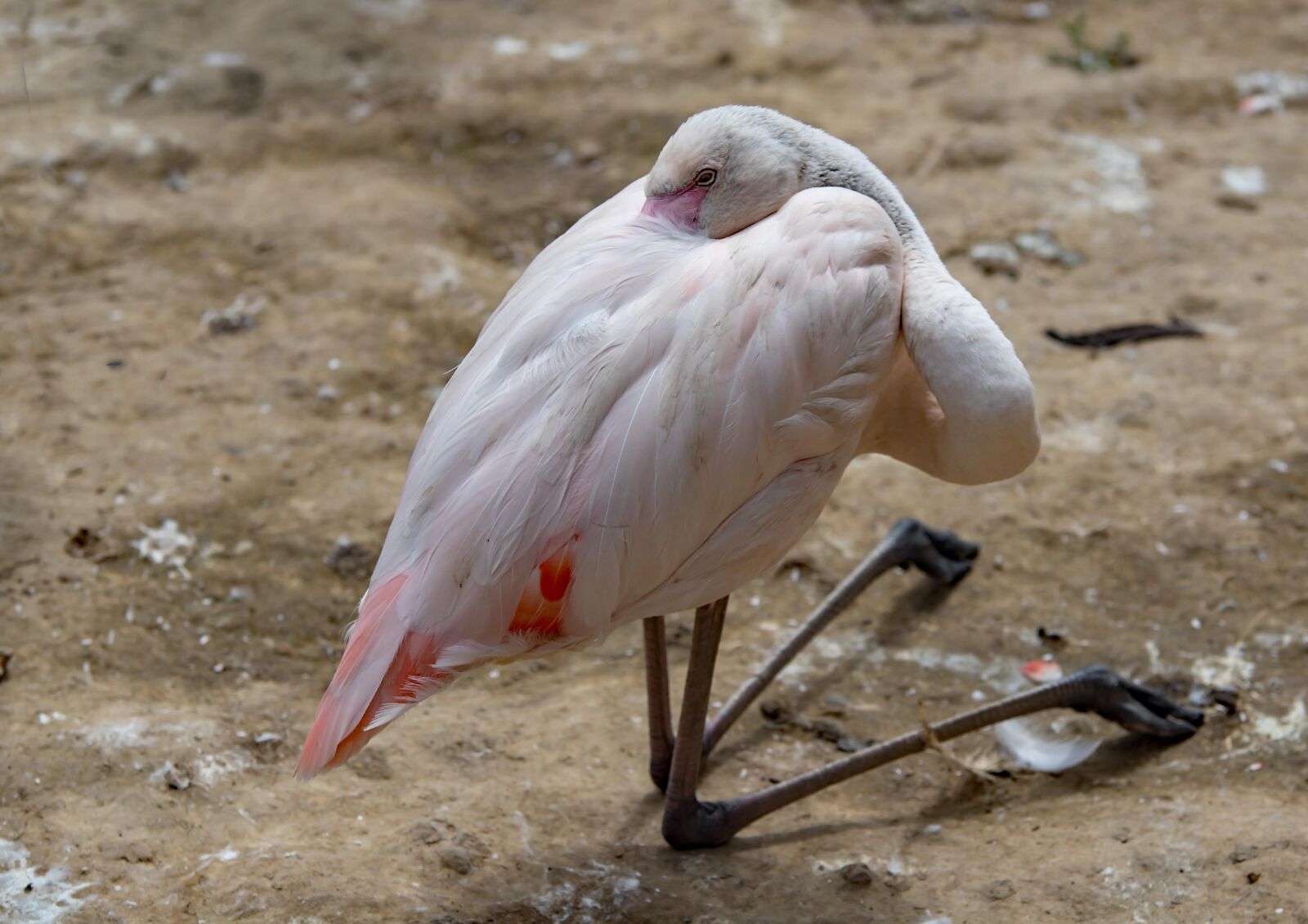 Canon EOS 6D Mark II sample photo. Bird, flamingo, rest photography