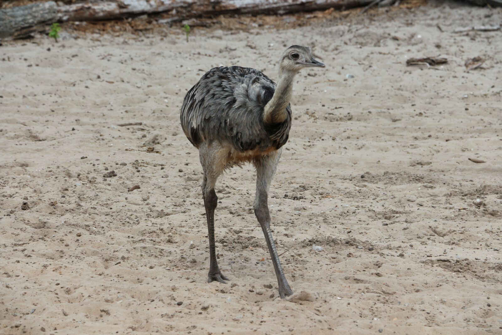 Canon EOS 700D (EOS Rebel T5i / EOS Kiss X7i) sample photo. Ostrich, zoo, bird photography