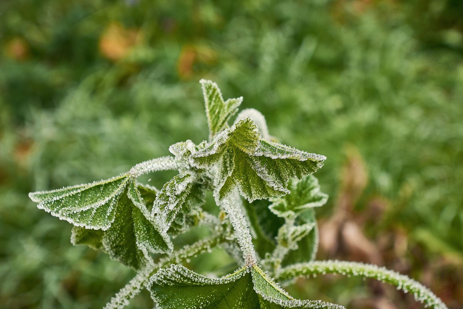 Nikon D7200 sample photo. Outbreaks, frozen, frost photography