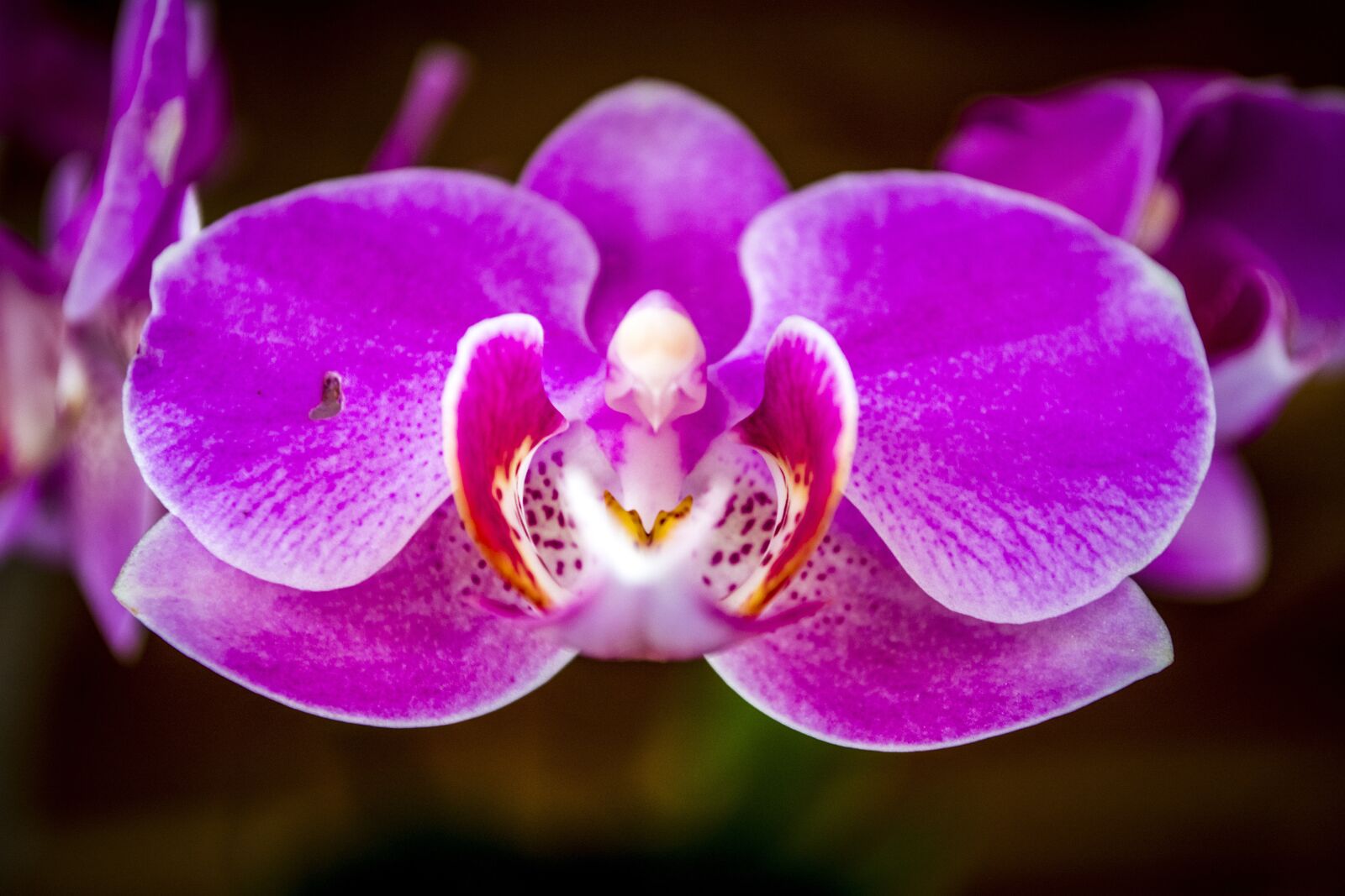 Nikon D5200 sample photo. Orchid, flower, nature photography