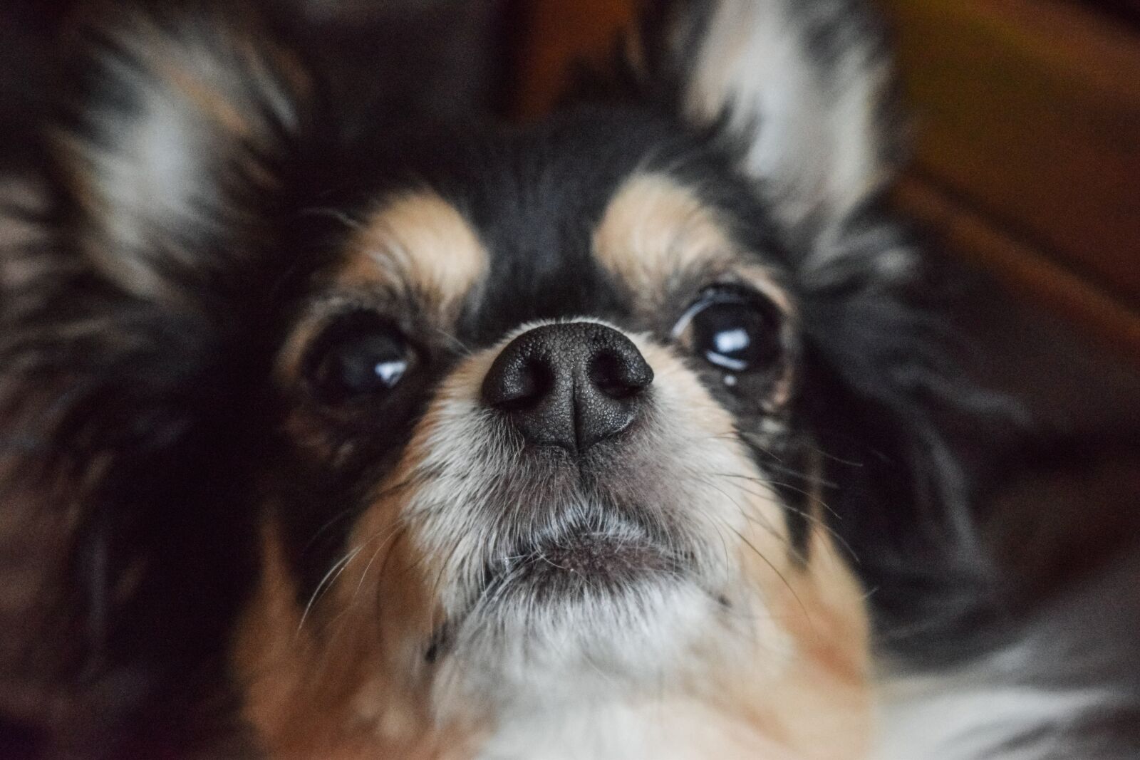 Nikon D5300 sample photo. My, dog photography