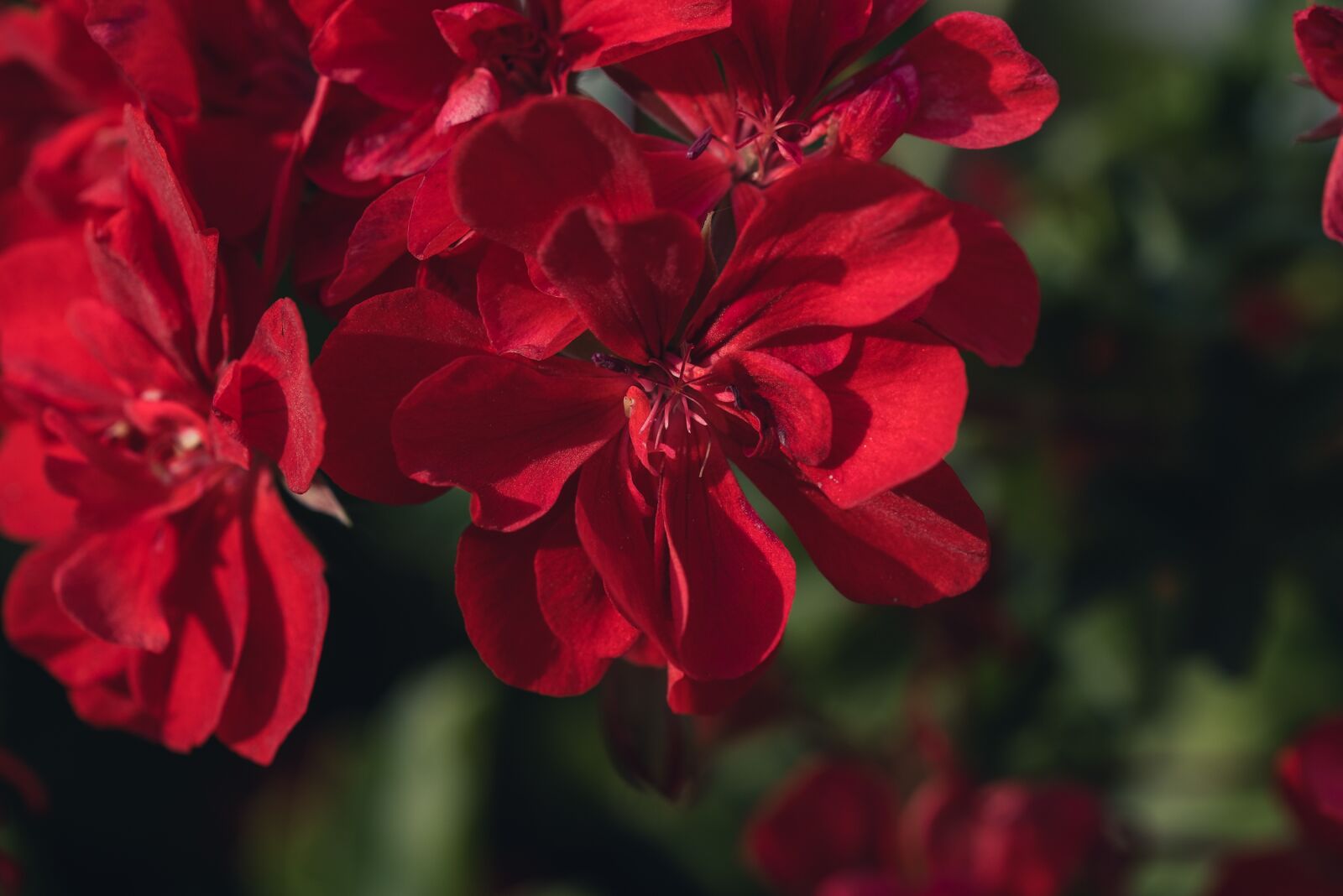 Nikon D750 sample photo. Flowers, flower, red photography