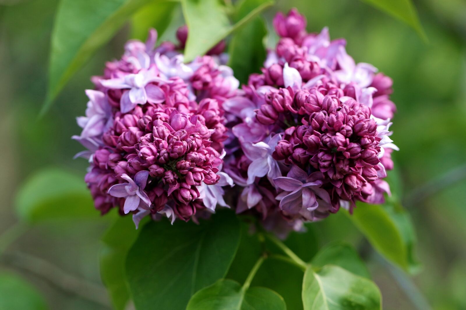 Canon EOS 7D Mark II sample photo. Spring, without, lilac photography