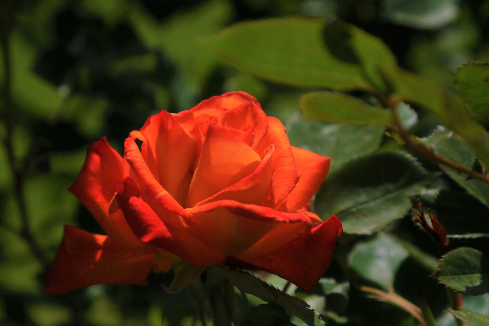Canon EOS 5D Mark III sample photo. Rose, spring, nature photography