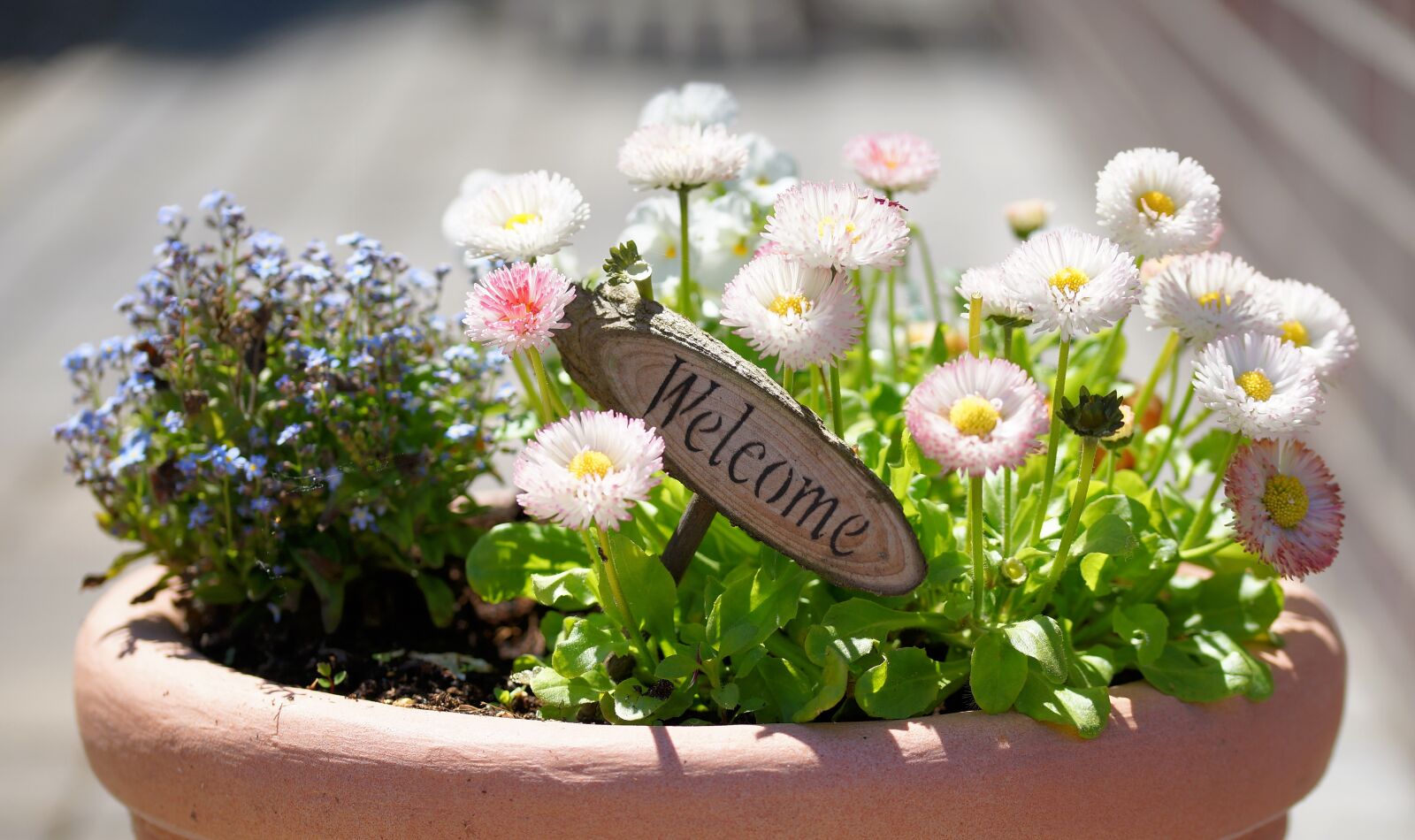 Sony a99 II + 105mm F2.8 sample photo. Flowerpot, welcome, flowers photography