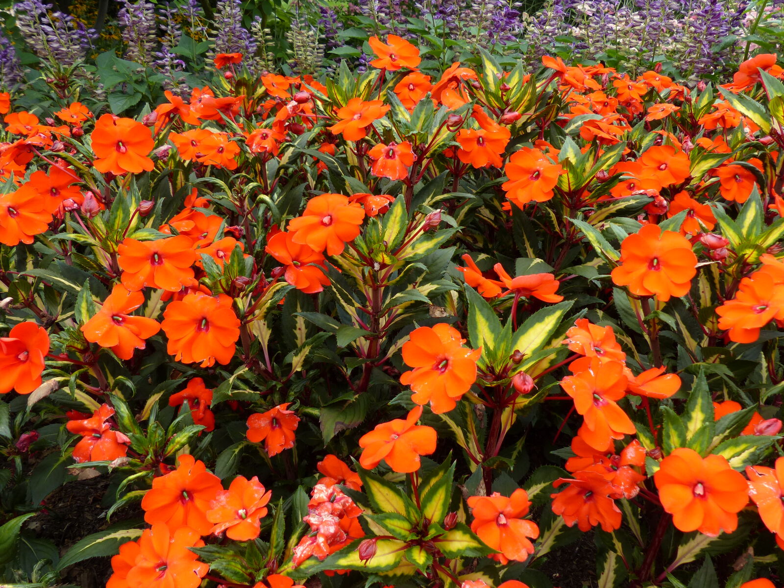 Panasonic Lumix DMC-FZ200 sample photo. Flower, garden, nature, orange photography
