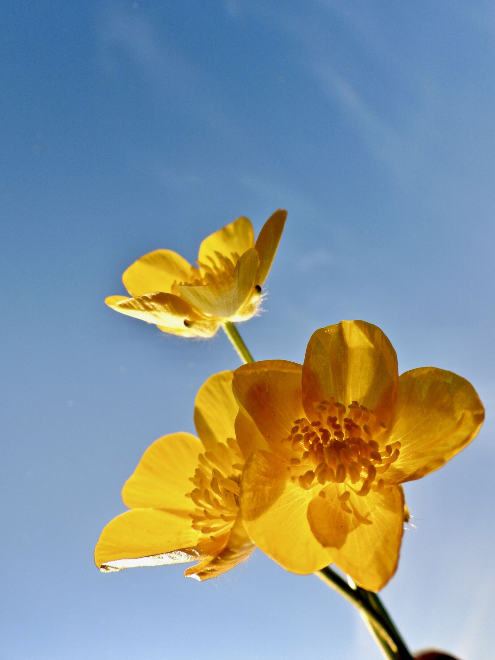Nikon Coolpix P1000 sample photo. Buttercup, yellow, flowers photography