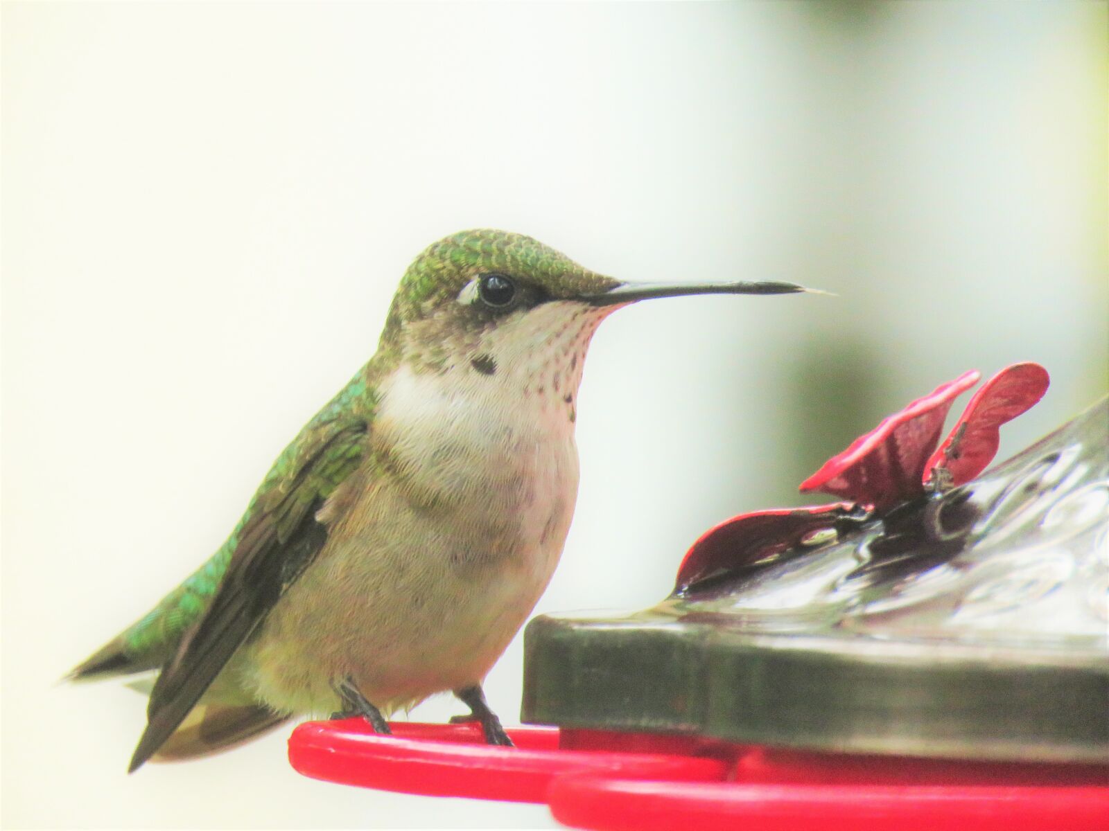 Canon PowerShot SX60 HS sample photo. Bird, hummingbird, close up photography